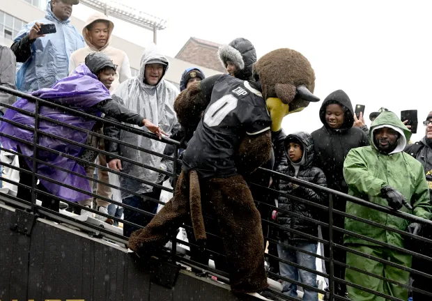 Colorado Buffaloes mascot Chip goes up and greets the fans during the CU Spring football game on April 27, 2024.(Cliff Grassmick/Staff Photographer)